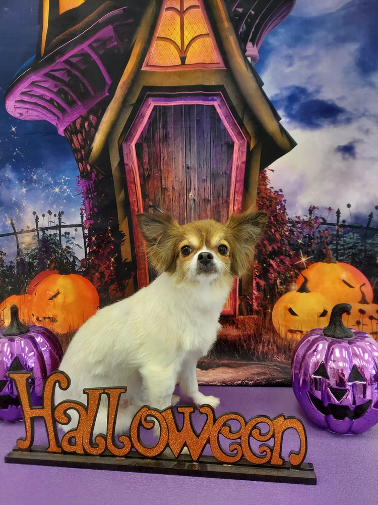 BEST IN SHOW GROOMING Updated October 2024 55 Photos & 32 Reviews