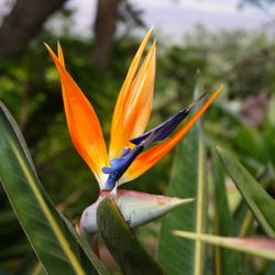 Sunshine & Harmony Healing - Bird of Paradise, a beautiful symbol of my essence as a healer.