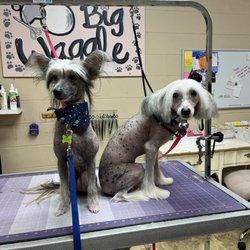 Big waggle Maui 