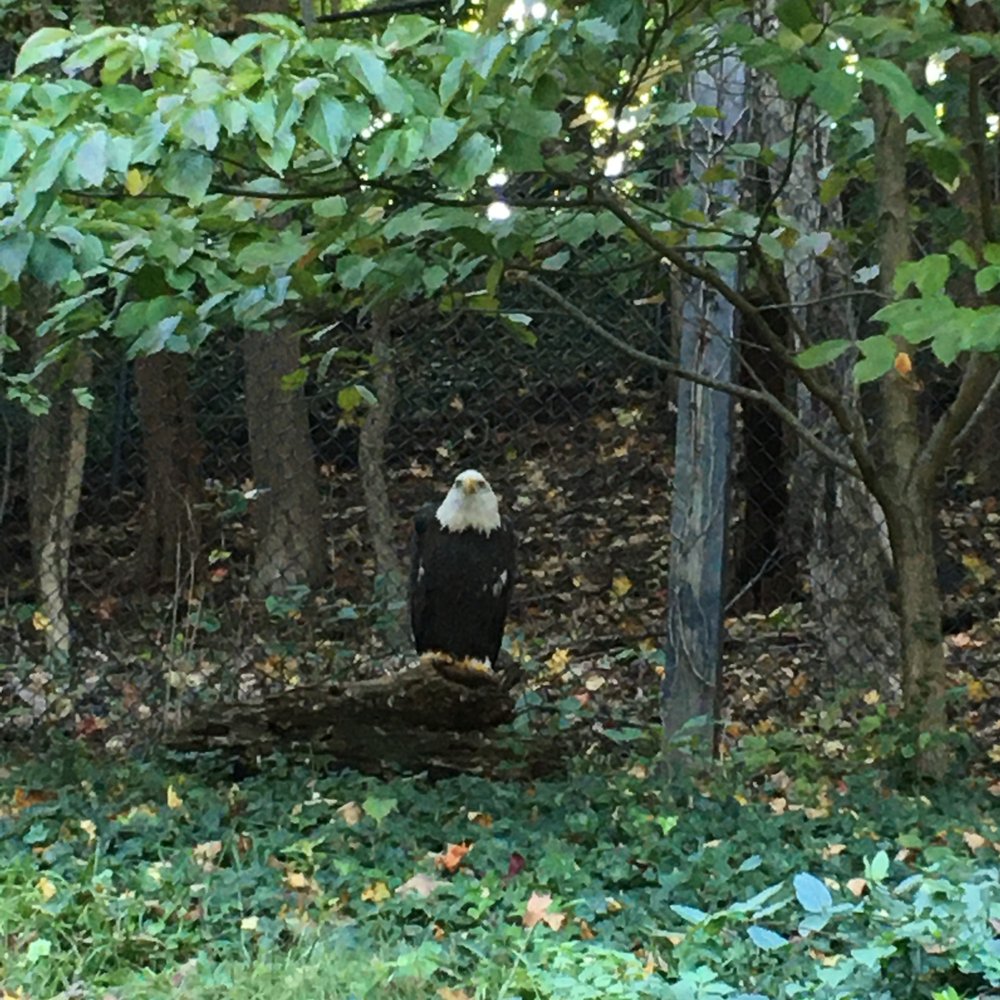 Maymont - bald eagle - Parks Near Me - Richmond, Virginia Maymont - bald eagle - Parks Near Me - Richmond, Virginia