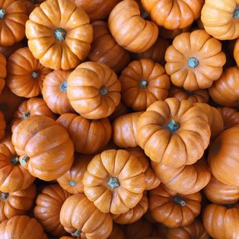 Bates Nut Farm - baby pumpkins are very cute! - Specialty Food Near Me - Valley Center, California Bates Nut Farm - baby pumpkins are very cute! - Specialty Food Near Me - Valley Center, California