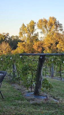Dover Vineyards by null
