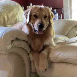 The Natural Pet Enrichment Center - Dog