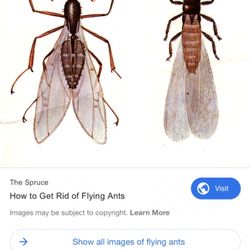 Pyramid Exterminators & Wildlife Control - Can you tell which is a termite and which is an ant? The one on the right! It has straight antennae.
