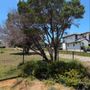 Live Tree Service