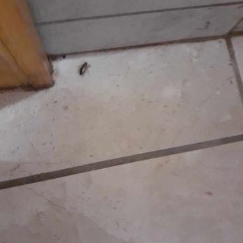 Cabins USA - This bug was running to catch up with the other bugs that ran when the light was turned on - Vacation Rentals Near Me - Sevierville, Tennessee Cabins USA - This bug was running to catch up with the other bugs that ran when the light was turned on - Vacation Rentals Near Me - Sevierville, Tennessee