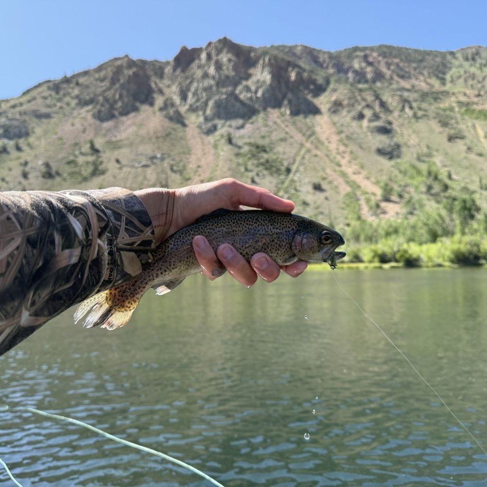 Sierra Bright Dot - Fishing Near Me - Bishop, California Sierra Bright Dot - Fishing Near Me - Bishop, California