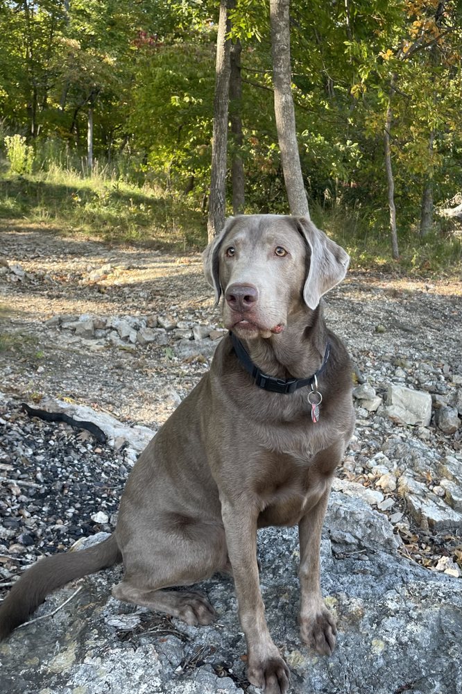 DILLON’S DOG TRAINING Updated 2024 11 Photos 5058 S 107th St