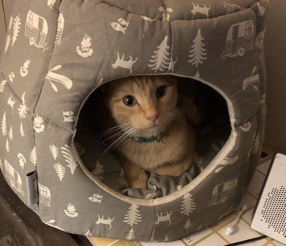 DOGGIE IN THE WINDOW 30 Photos 20409 Hwy 36, Covington, Louisiana