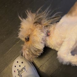 One Lucky Puppy - A few days after the nick, it was worsening
