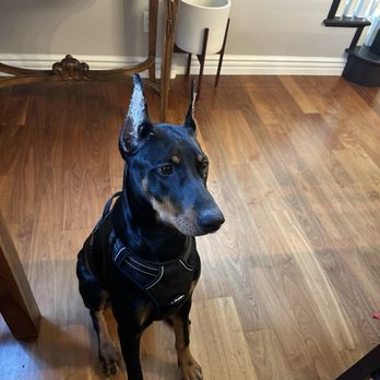Hochburg K9 - Vada at 6 months - Pet Training Near Me