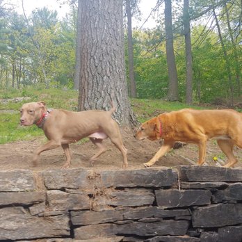 Big Hair Pet Care - My dog is the brown one on the left. - Pet Boarding Near Me - Sturbridge, Massachusetts