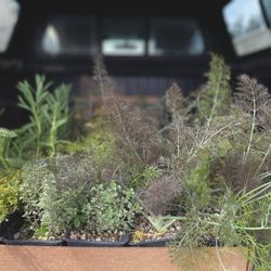 Alderbrook Gardens - Plant haul from another day!