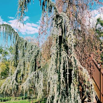 Cypress Tavern - a weeping willow tree in the foreground - Greek Near Me - Kinnelon, New Jersey