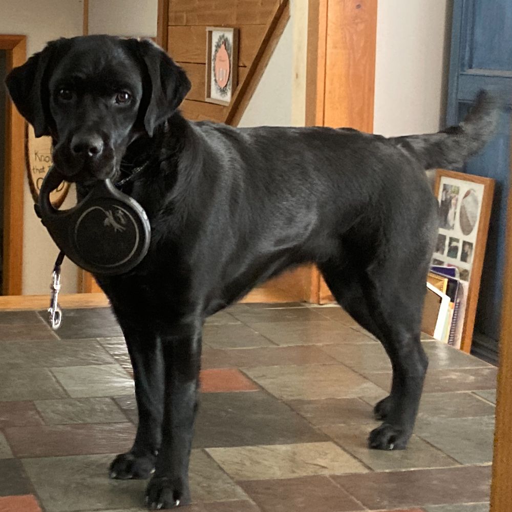 hlbb flea collar