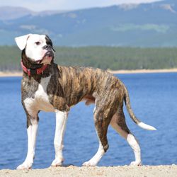 bed and biscuit lakeway