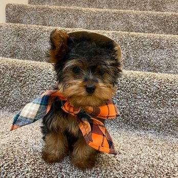 Ocean Yorkie's - Teddy - Pet Adoption Near Me