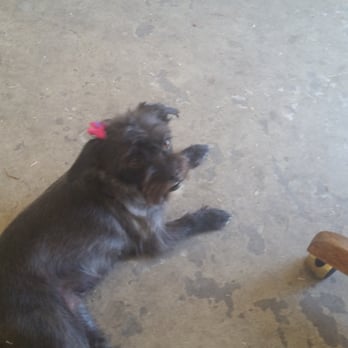 The Rolling Spaw - Pet Groomers Near Me