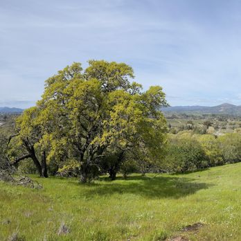 Skyline Wilderness Park - Beautiful day, beautiful place! - Parks Near Me - Napa, California Skyline Wilderness Park - Beautiful day, beautiful place! - Parks Near Me - Napa, California