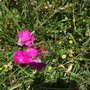 Photo of Flore de Miglos