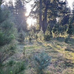 Ward Ranch Christmas Tree Farm - Wandering through the trees...