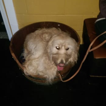 Vines & Canines - Max relaxing in the bourbon barrel bed - Pet Stores Near Me - Louisville, Kentucky Vines & Canines - Max relaxing in the bourbon barrel bed - Pet Stores Near Me - Louisville, Kentucky