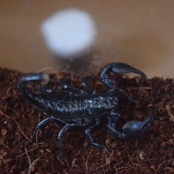 Reptile Factory Downey - Baby emperor scorpion - Reptile Shops Near Me - Downey, California Reptile Factory Downey - Baby emperor scorpion - Reptile Shops Near Me - Downey, California