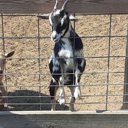The Jersey Barnyard