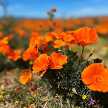 Walker Canyon Ecological Reserve - Wildlife Hunting Ranges Near Me