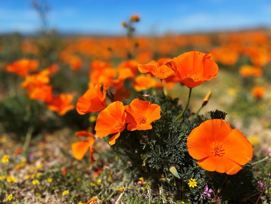 Walker Canyon by null