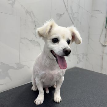 Happy Tails - Wizard howl ! - Pet Groomers Near Me - Los Angeles, California