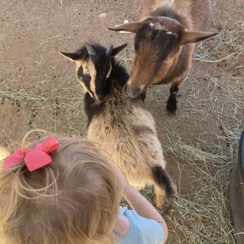 MacDonald's Ranch - Petting zoo goats with baby goat - Horseback Riding Near Me - Scottsdale, Arizona