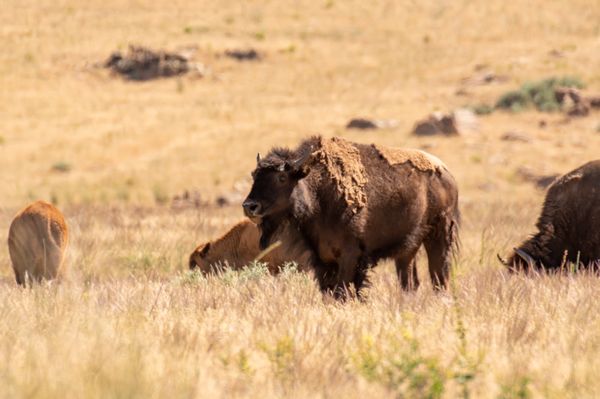 Antelope Island by null