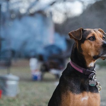 7 Bluff Cabins + RV Park - Pet friendly accommodations available. - Hotels Near Me - Concan, Texas