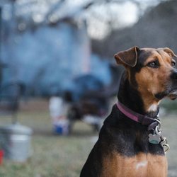 7 Bluff Cabins + RV Park - Pet friendly accommodations available.