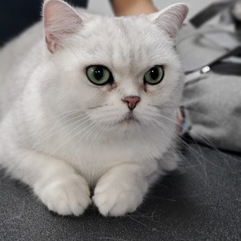 Hot Dog Grooming - British Shorthaired cat - Pet Groomers Near Me - Houston, Texas Hot Dog Grooming - British Shorthaired cat - Pet Groomers Near Me - Houston, Texas