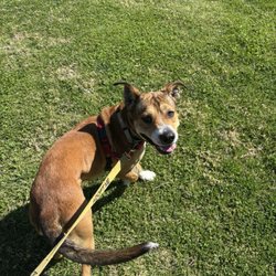 Santa Barbara County Animal Services - Melvin