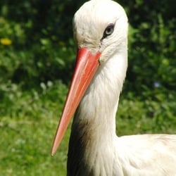 Wildpark Reuschenberg