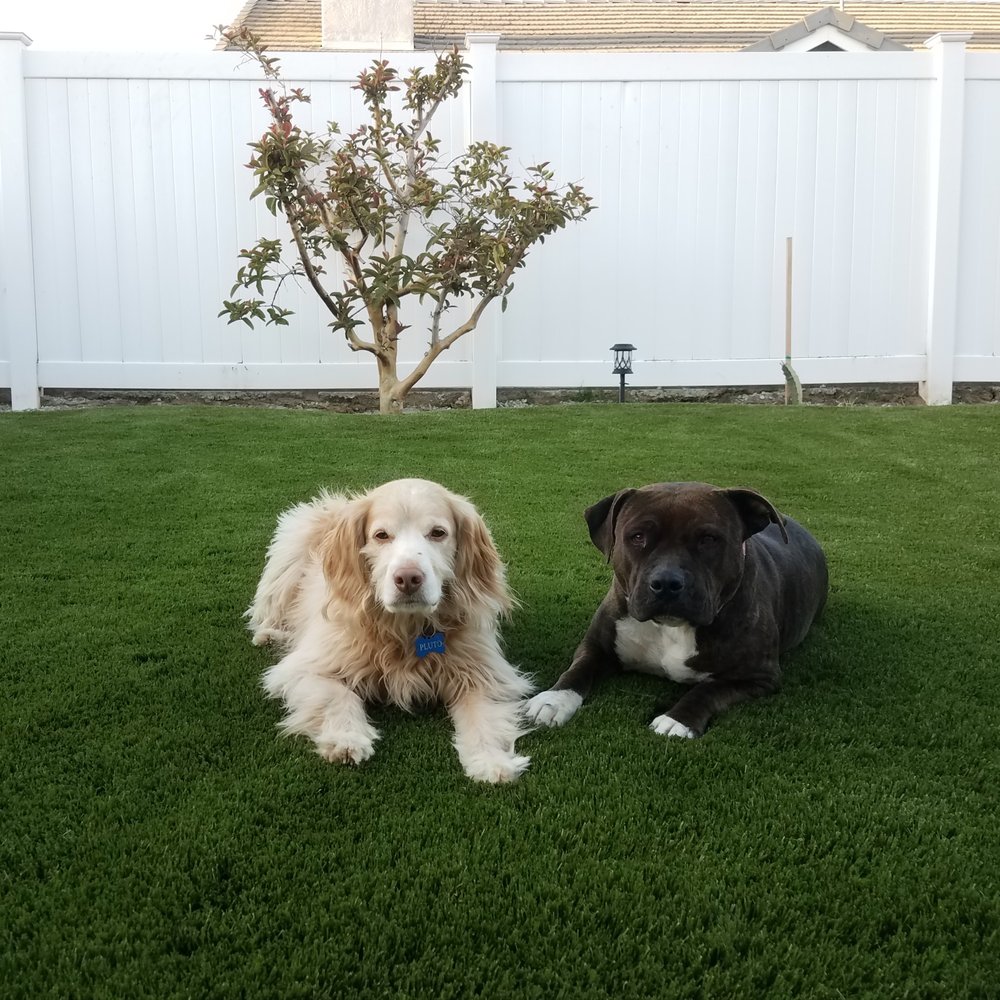 Future Turf - The dogs enjoying their brand new yard! - Artificial Turf Near Me - Newbury Park, California