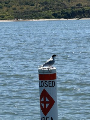 California Watersports by null