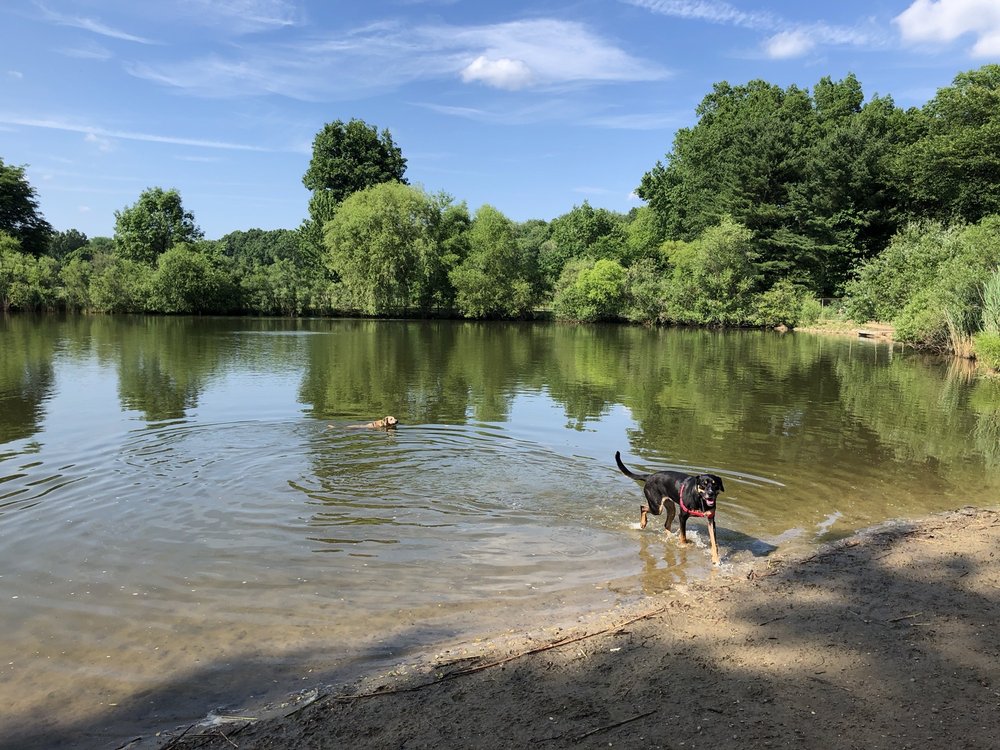 BOW WOW BEACH DOG PARK Updated June 2024 47 Photos & 52 Reviews