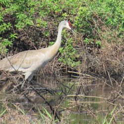 Peghorn Nature Park - Sandhill crane, there were two in the pond yesterday