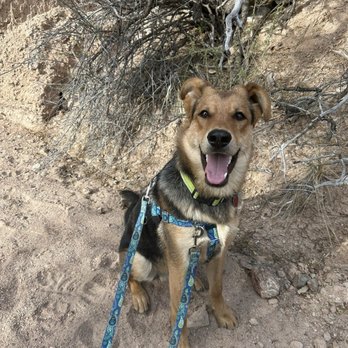 Zoomies - A smiling dog with a harness and leash sits on a dirt trail in a desert environment with dry bushes and rocky terrain. - Pet Groomers Near Me - Santa Fe, New Mexico