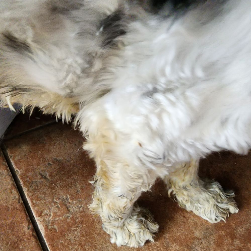 PetSuites Alliance - Pet Boarding Near Me - Fort Worth, Texas