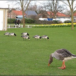 University Of York - The b****y ducks! (Geese)