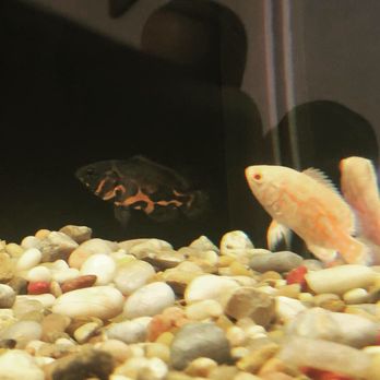 360 Aquatic - Baby Oscars - Local Fish Stores Near Me - Houston, Texas