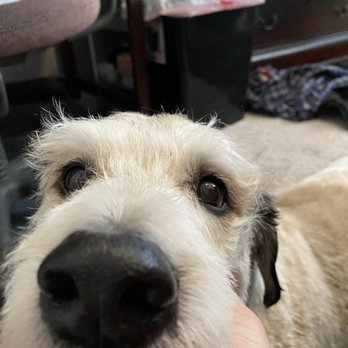Adorable Dog Grooming - Pet Groomers Near Me - Thornton, Colorado Adorable Dog Grooming - Pet Groomers Near Me - Thornton, Colorado