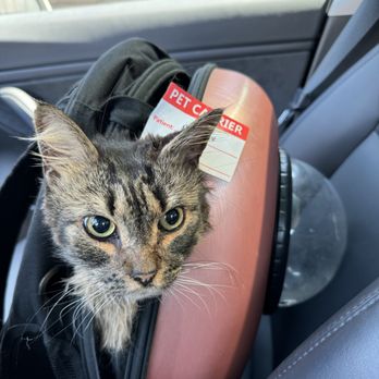 Berkeley Animal Hospital - Veterinarians Near Me - Berkeley, California