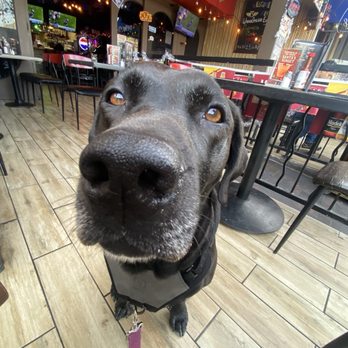 Taco Shore - Pet friendly:) - Mexican Near Me - Long Beach, California