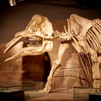 Royal Tyrrell Museum - Museums Near Me - Drumheller, Alberta Royal Tyrrell Museum - Museums Near Me - Drumheller, Alberta